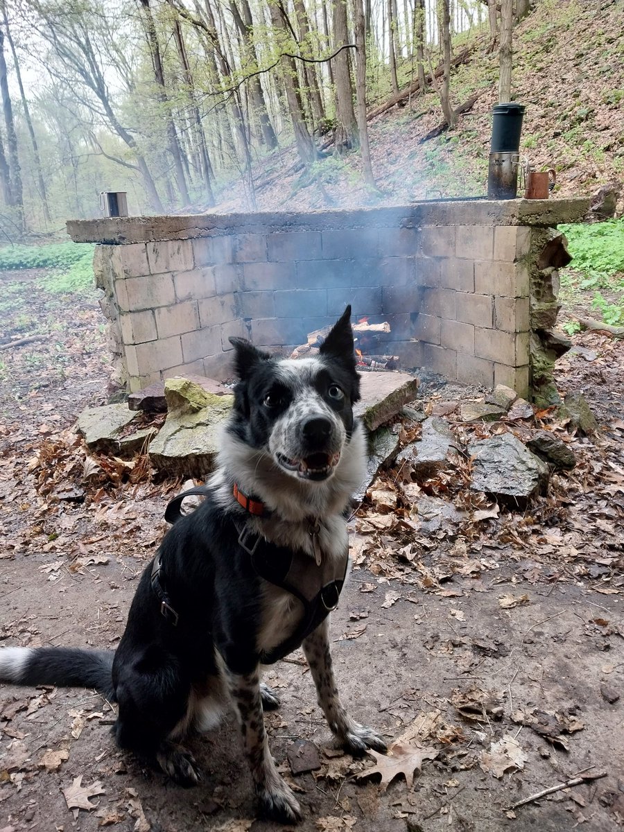 Rain steak mud dog bee.

Live freely and collect experiences.

#rustbeltadventures #dogs #bordercollie #heterochromia #NorseDogofmischief #hiking #tourism #ecotourism #Artpark #greatlakes #lakeontario #niagararivergorge