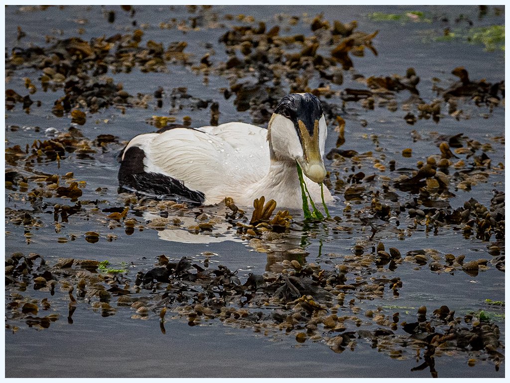 #eiderduck #northumberland