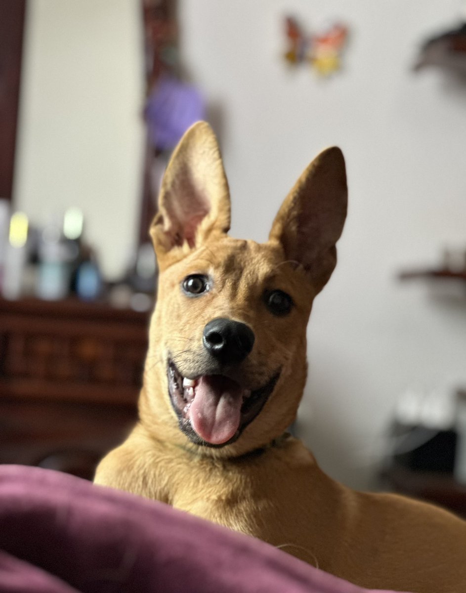 Amigoooos!! Que tengan excelente inicio de semana!!
Yo los amo! Y mis hermanos perritos también los aman!!!
💜💜💜💜🐶🐾🐾🐾🐾🐾

📸 BAMBINO (antes Ragnar, quien les debe la vida a ustedes.)

#soytutorresponsable
#AdoptaUnOceanican #Oceanican #RefugiOceanican #perros  #love