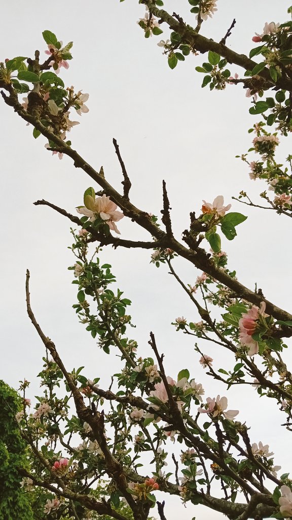 Bloesem 😍
#Appels #TuinInBerlijn.