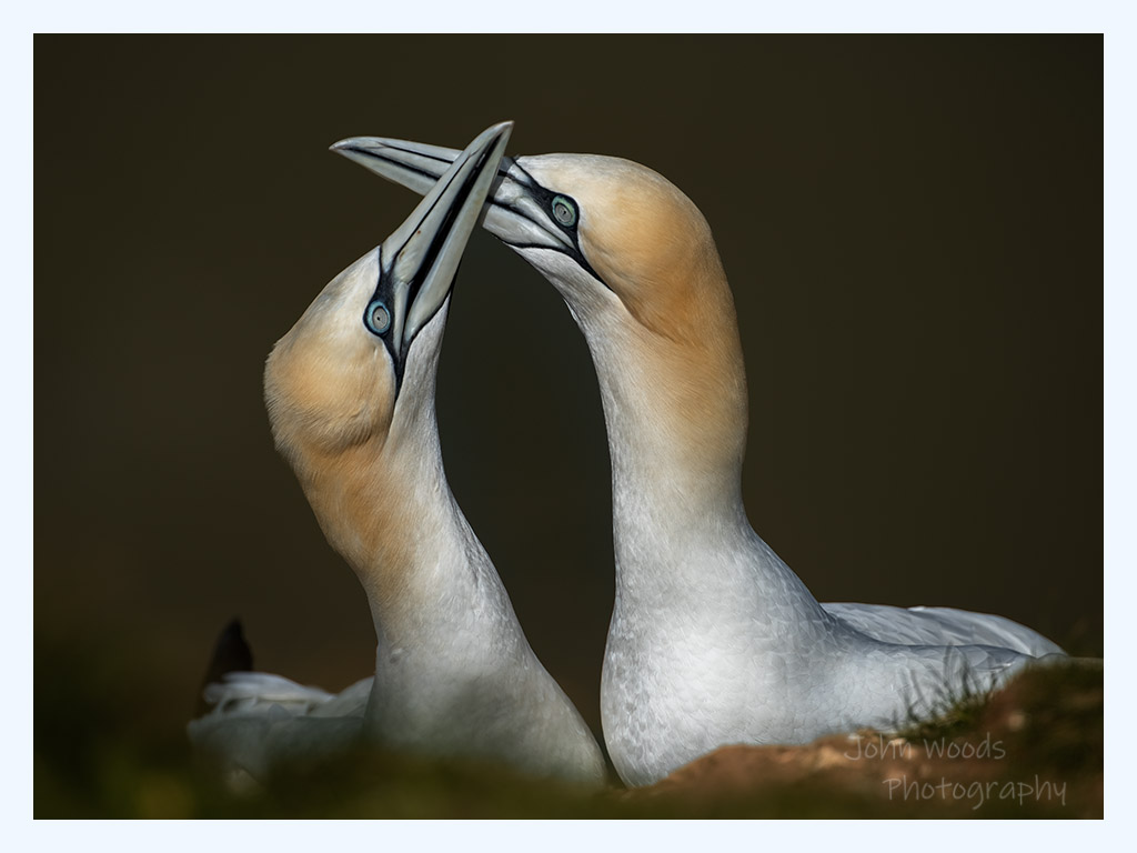 #gannet courtship <a href="/Bempton_Cliffs/">RSPB Bempton Cliffs</a>
