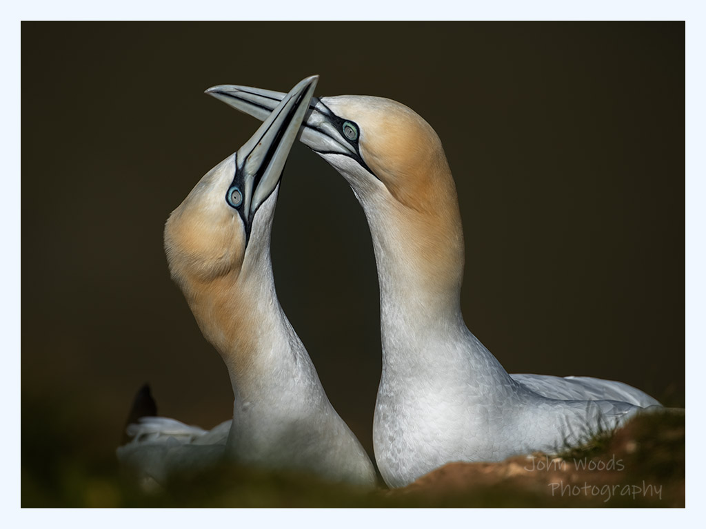 #gannet courtship @Bempton_Cliffs