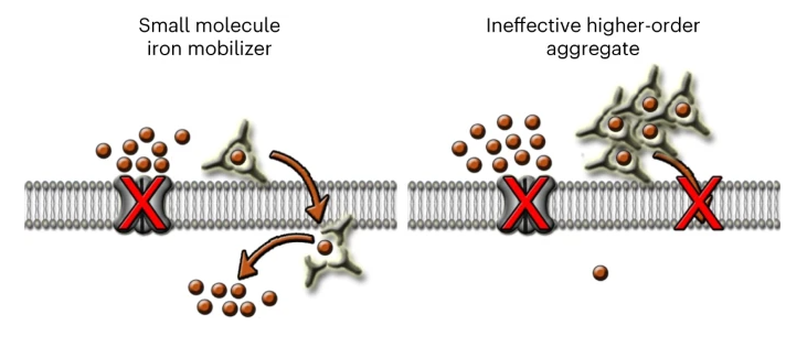 A small molecule FeM-1269 minimally aggregates and dose-dependently mobilizes iron across lipid bilayers even at high concentrations, showing potential in treating iron transporter deficiencies rdcu.be/dGaFY