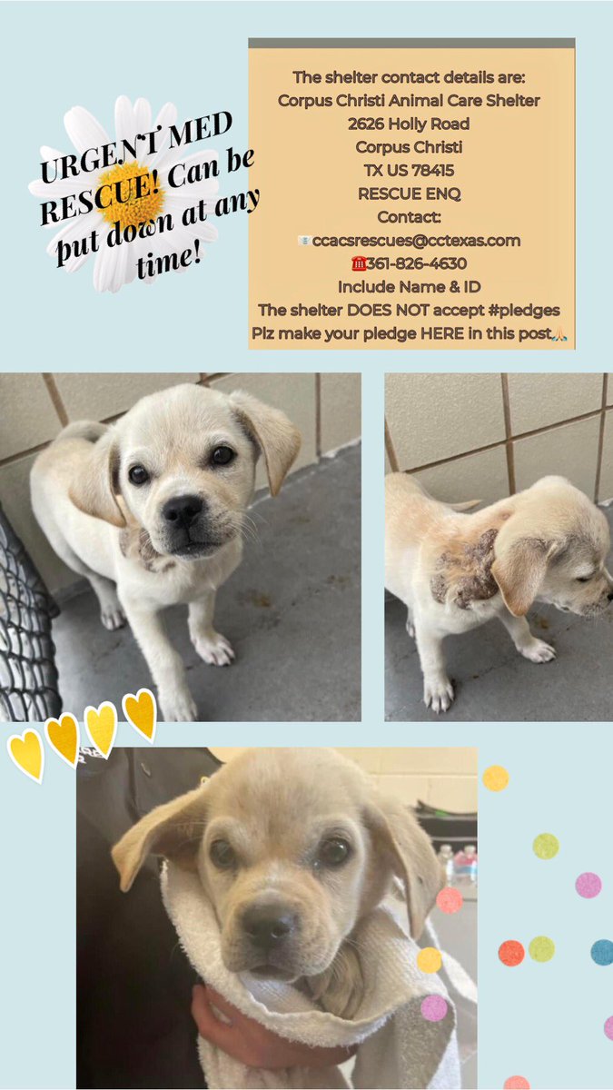 🆘TILLY #A367049 affectionate Lab mix only 13 weeks old & having 2 deal w/ oozing growth on right shoulder, parasites/dermatitis/infection‼️ Needs MEDICAL #RESCUE ASAP If not,Corpus Christi ACS will put her down! Such a sweet pup! Look at those eyes! Don’t let her be killed‼️🙏