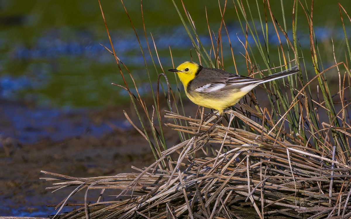 CITRINE WAGTAIL / CITROENKWIKSTAART, Baarland, Zeeland, Netherlands, April 29th by Lennart Verheuvel.
#birds #vogels #birdwatching #vogelskijken