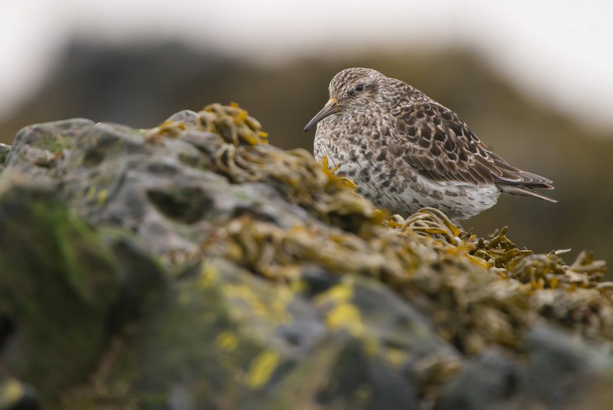 4 Purple Sandpiper still up on the rocks at Battery Point this morning, my first time seeing one in breeding plumage! Probably just a couple more days until they head off, best of luck to 'em!