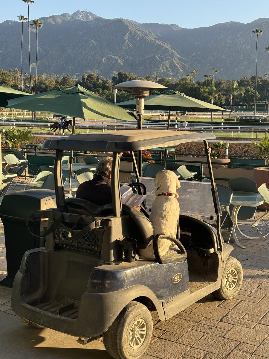 #Bama takes his assistant trainer duties very seriously #dogsofX @santaanitapark