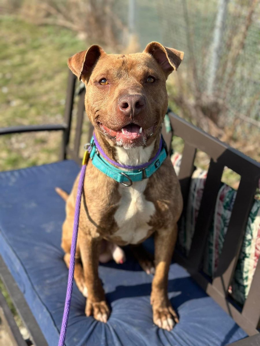 Beckett is a great mix of smart and playful. He has good leash manners, listens well & knows how to sit solidly on command. Beckett also likes to play and has done great with other dogs, greeting and playing with new dogs regularly. tinyurl.com/meetacitydog #adoptme