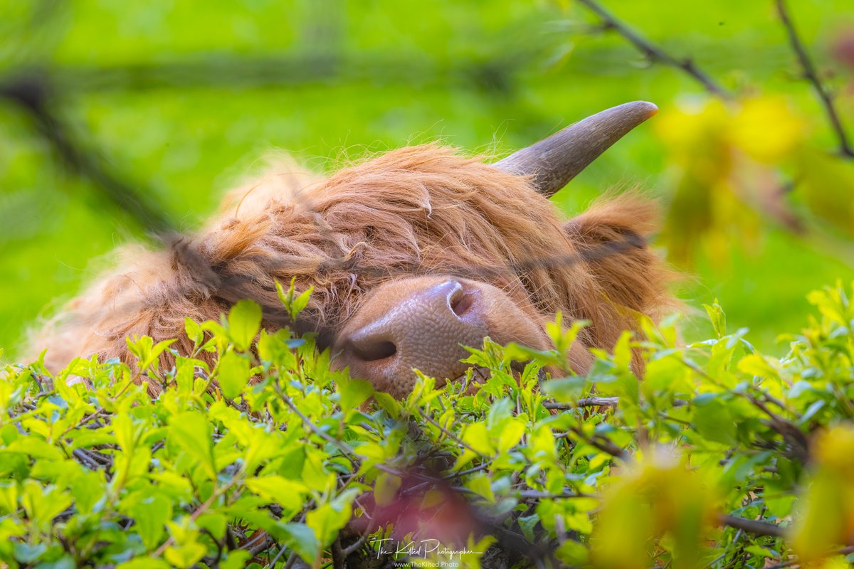 Peek-A-Coo 🐮

#Coosday #Scotland #VisitScotland #TheKiltedPhoto #ScottishBanner #Outandaboutscotland #scottishfield