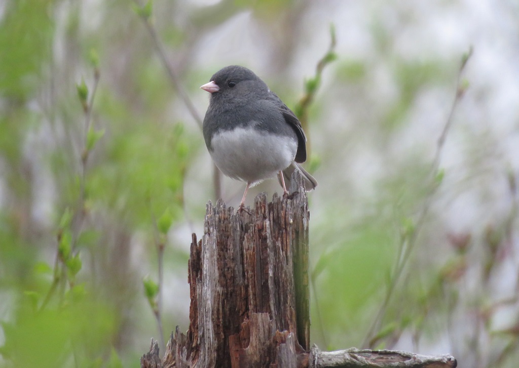 🥚DYK that #DarkEyedJunco nests are at ground level? When visiting the Backlands this spring/summer, please stay on the trails (pets too), to allow our feathered friends to raise their young safely. Read more: backlandscoalition.ca/?page_id=6344 🌱 #KeepTheBacklandsWild #BirdsoftheBacklands