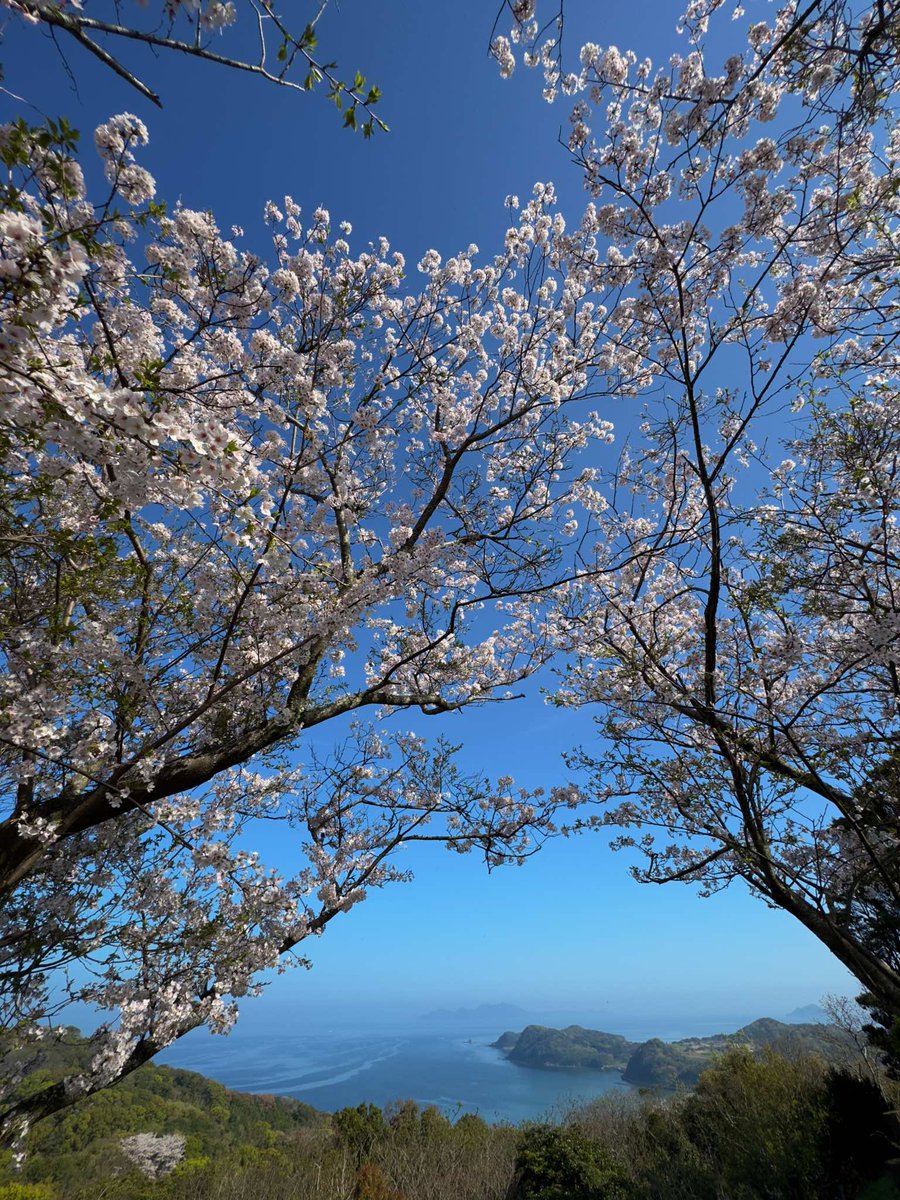 東郷公園　桜　福岡県福津市渡　2024.04.07 #福津市 #桜 #Fukutsu #cherryblossoms #shotoniphone