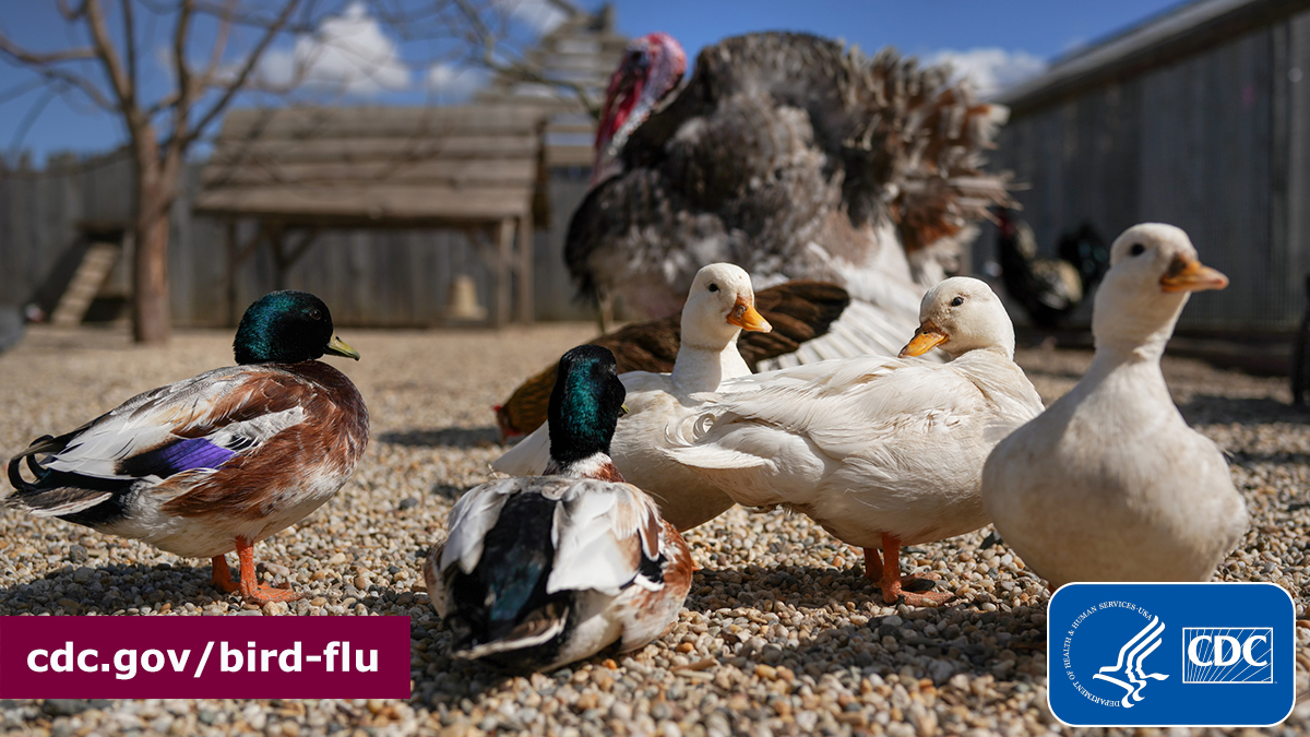 If you are exposed to poultry or cattle potentially infected with #H5N1 #birdflu, you should avoid unprotected, direct physical contact with: -Sick or dead animals -Feces or litter -Surfaces contaminated w/ animal excretions More steps you can take: bit.ly/4aLr7qD