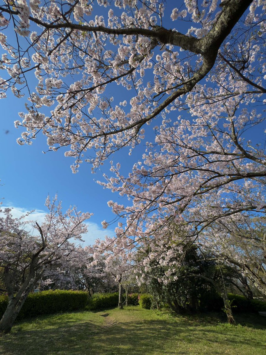 東郷公園　桜　福岡県福津市渡　2024.04.07 #福津市 #桜 #Fukutsu #cherryblossoms #shotoniphone