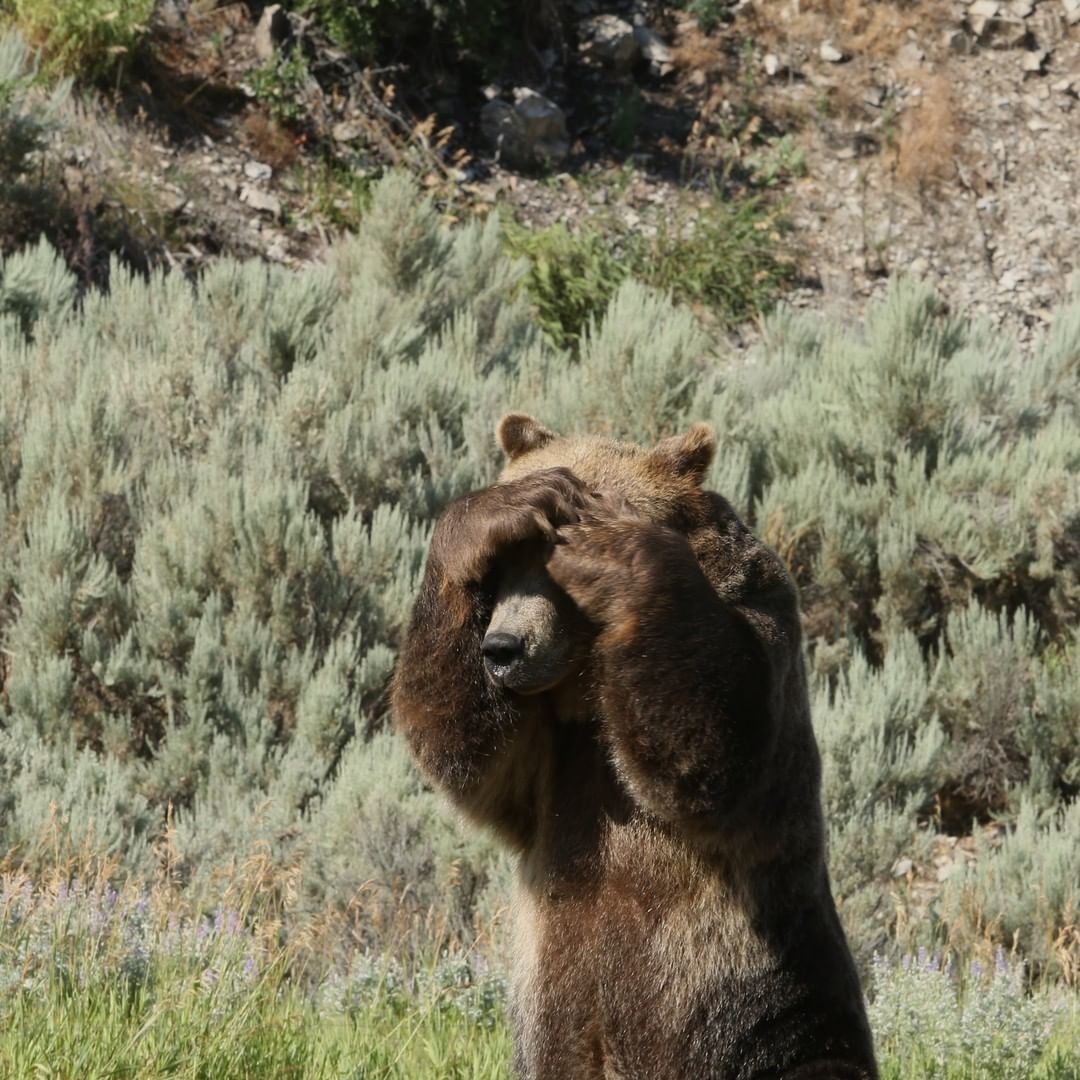 Los osos son muy parecidos a nosotros. Incluso se ponen penosos cuando les toman fotos. 🫣 📸: @discovery #Discovery #Naturaleza #Aventura #Animales #Oso