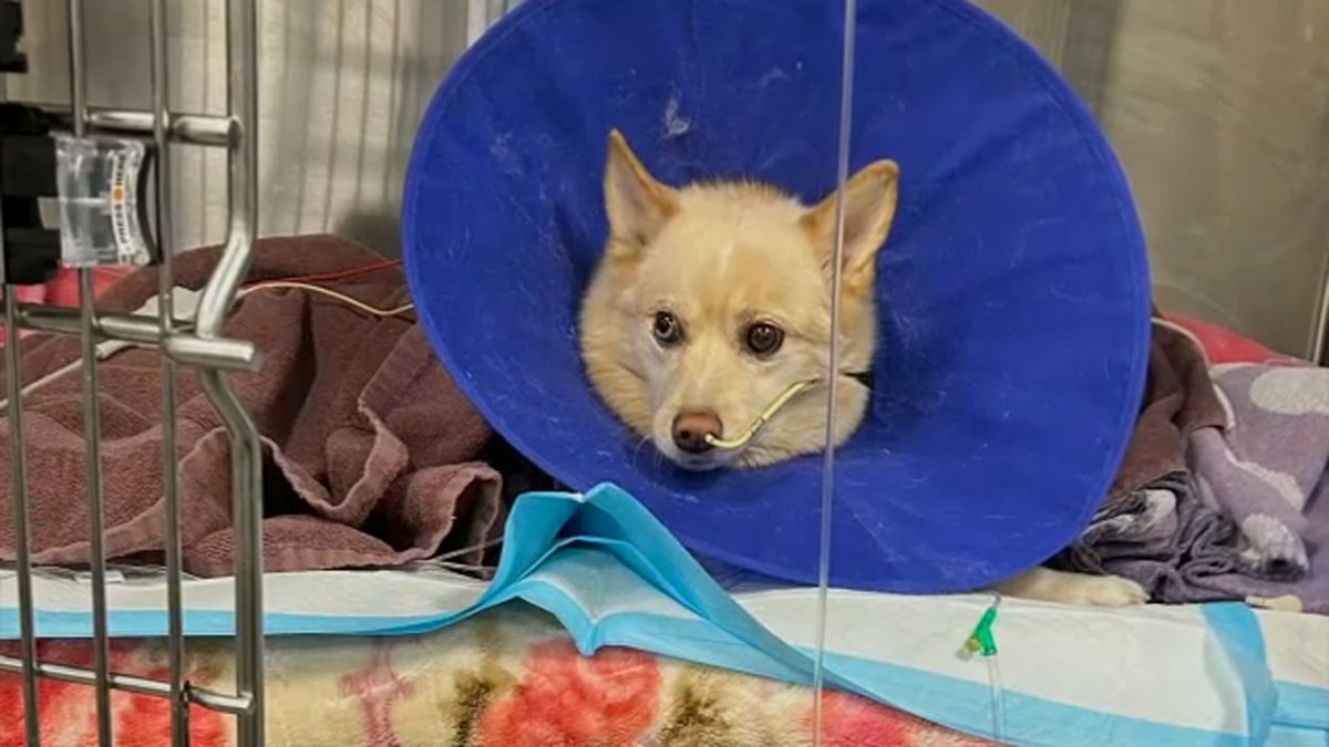 Woman mourns death of pet dog hit by stray bullet from neighbor's house in Howard Beach, Queens abc7ny.com/queens-dog-dea…