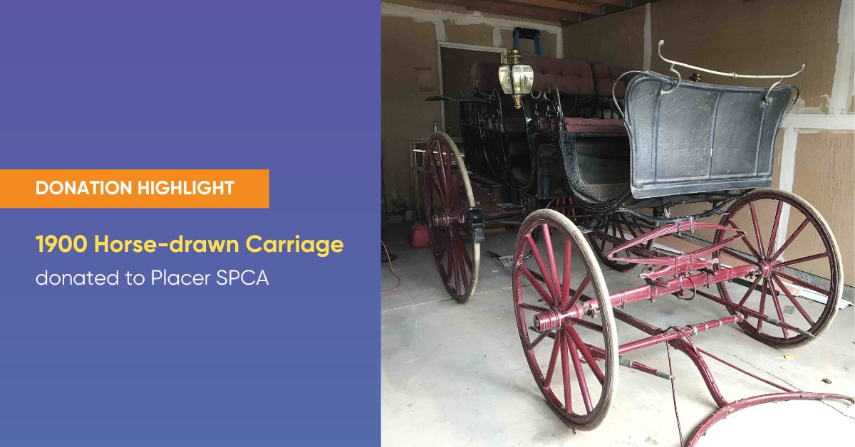 Step back in time to support the future! Thanks to a generous donation, this 1900 horse-drawn carriage is joining @placerspca's mission, offering hope and homes to animals in need. Join us in making a difference - consider donating your vehicle today! 🐾 #CARS4Good