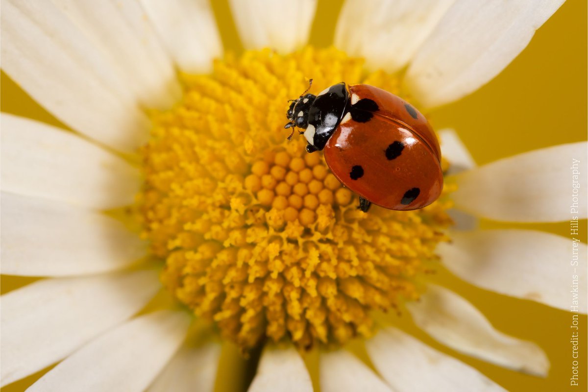 DevonWildlife's tweet photo. Did you know that there are around 47 species of ladybird in the UK, with a variety of different colours and patterns. Read more ๐ https://t.co/hWNNbaKMkh
๐ท 7-spot ladybird, 14-spot ladybird, orange ladybird, eyed ladybird
#AmazingNature #ActionForInsects https://t.co/RLujbSNGjY