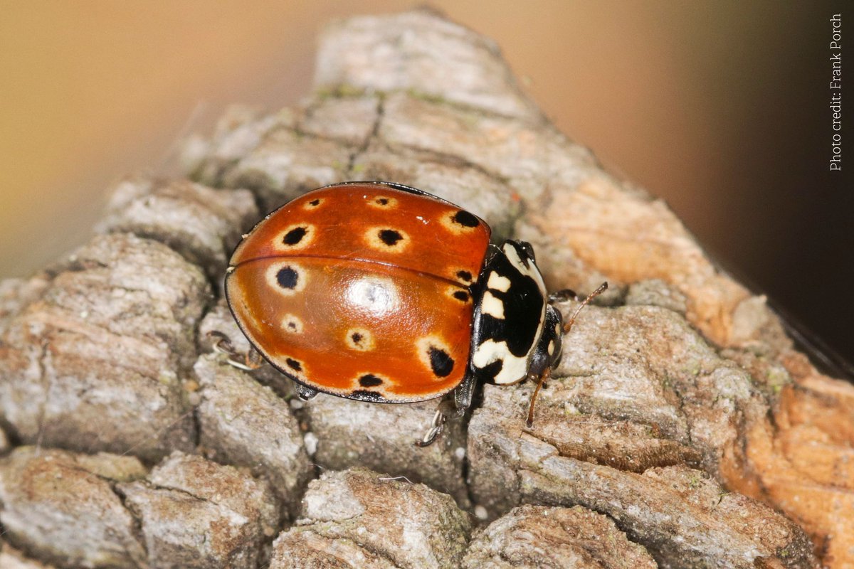 Did you know that there are around 47 species of ladybird in the UK, with a variety of different colours and patterns. Read more 👉 buff.ly/3Usbgqm 📷 7-spot ladybird, 14-spot ladybird, orange ladybird, eyed ladybird #AmazingNature #ActionForInsects