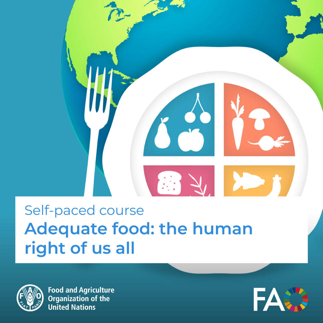 🎓 FREE self-paced course! Adequate food: the human right of us all 🍲😋 It is essential to understand the scope of the right to adequate food, its content and components to guarantee its effective realization for all people. Enroll! ➡️ ow.ly/78Sj50Qjk7M @FAOCampus @FAO