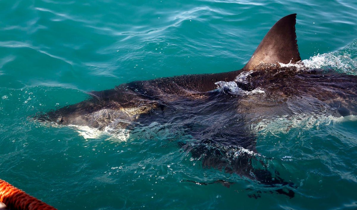 Insights From A White Shark’s Epic Odyssey buff.ly/3TYKMfR In a historic feat, LeeBeth surpassed the previous tracking records for white sharks.