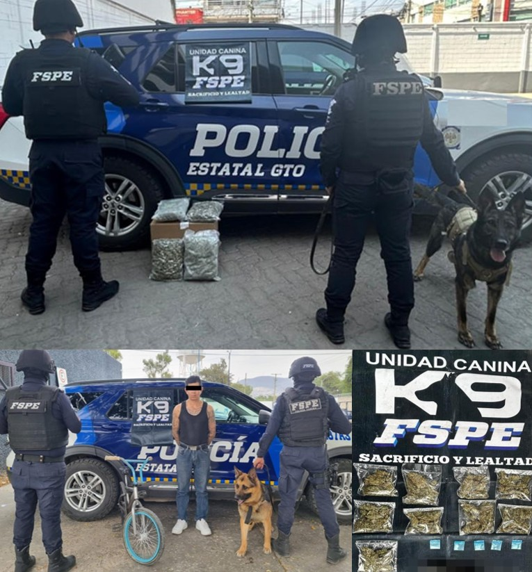 FSPE_Gto's tweet photo. Derivado de inspecciones a empresas de paquetería, la policía canina #Cessy de la Unidad Canina K9 y su entrenador, lograron asegurar al interior de un autobús varios paquetes que contenían más de 2 mil dosis de mariguana.
https://t.co/Wo5StSws2g
@AlvarCdeV @SeguridadGto https://t.co/CFRytF2OeH