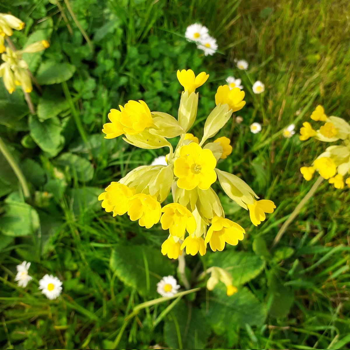 Hi 👋  it's Jane from Letsbop.co.uk here 
I hope you've all had a good start to your week 
Here is a lovely cheerful #Stowmarket cowslip 🙂💛