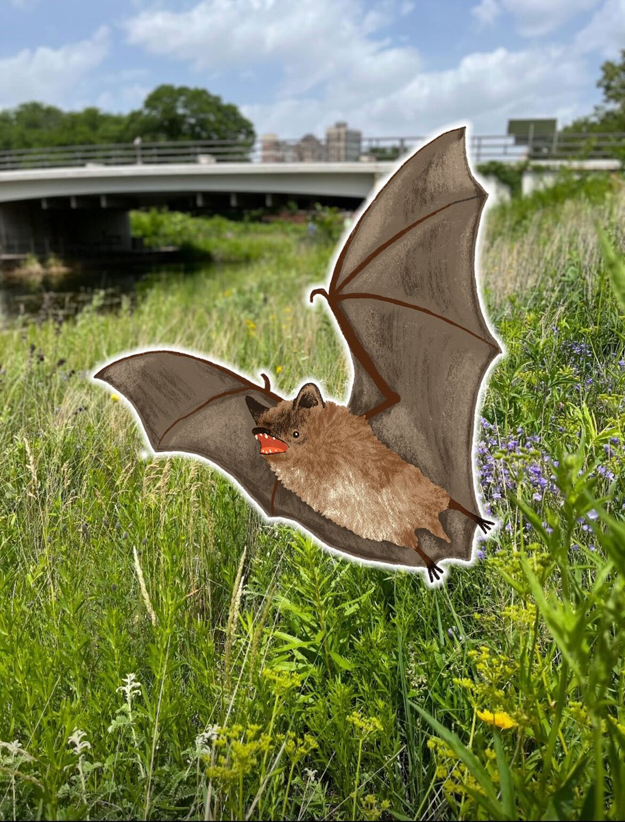 Bats, rats, and coyotes, oh my! It’s an urban wildlife takeover ‼️ This week we’ll be #DivingDeeper into what it means to coexist with wildlife in an urbanizing world. Whether you live in an urban, suburban or rural area, you share your environment with wildlife!