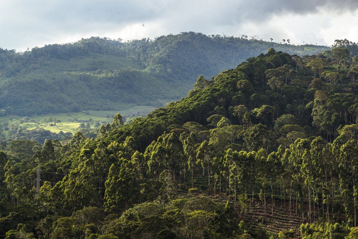 🤝🌳SERFOR y @restoreforward ejecutarán proyecto 'Centro para la Implementación de la Restauración de Ecosistema, Bosques y Paisaje', financiado por @iki_germany e implementado por la @IUCN en consorcio con @WWF en el Perú y en otros 5 países.