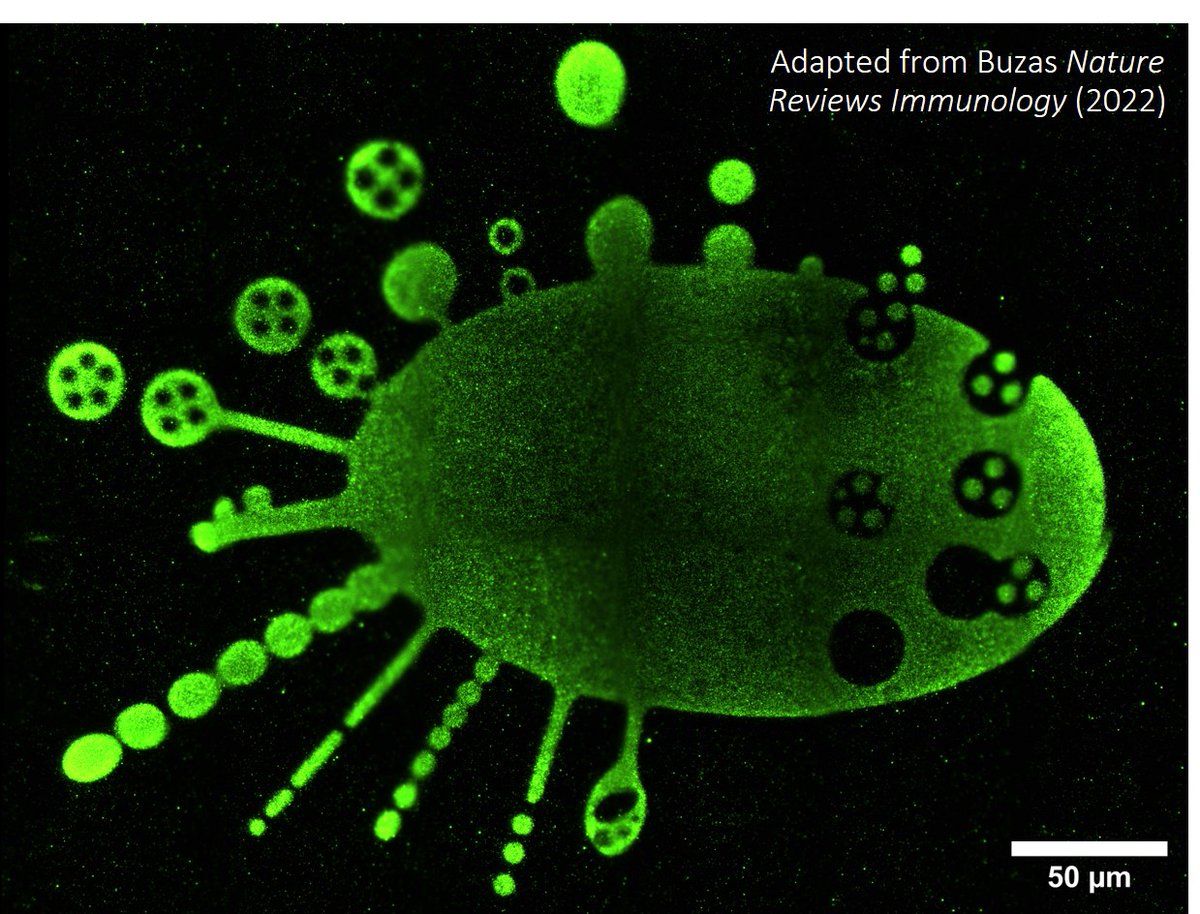 We're excited to finally share Light-induced Extracellular Vesicle Adsorption (LEVA), a versatile technique for the scalable, high-resolution, and rapid micropatterning of EVs, from migrasomes to bacterial OMVs. biorxiv.org/cgi/content/sh…