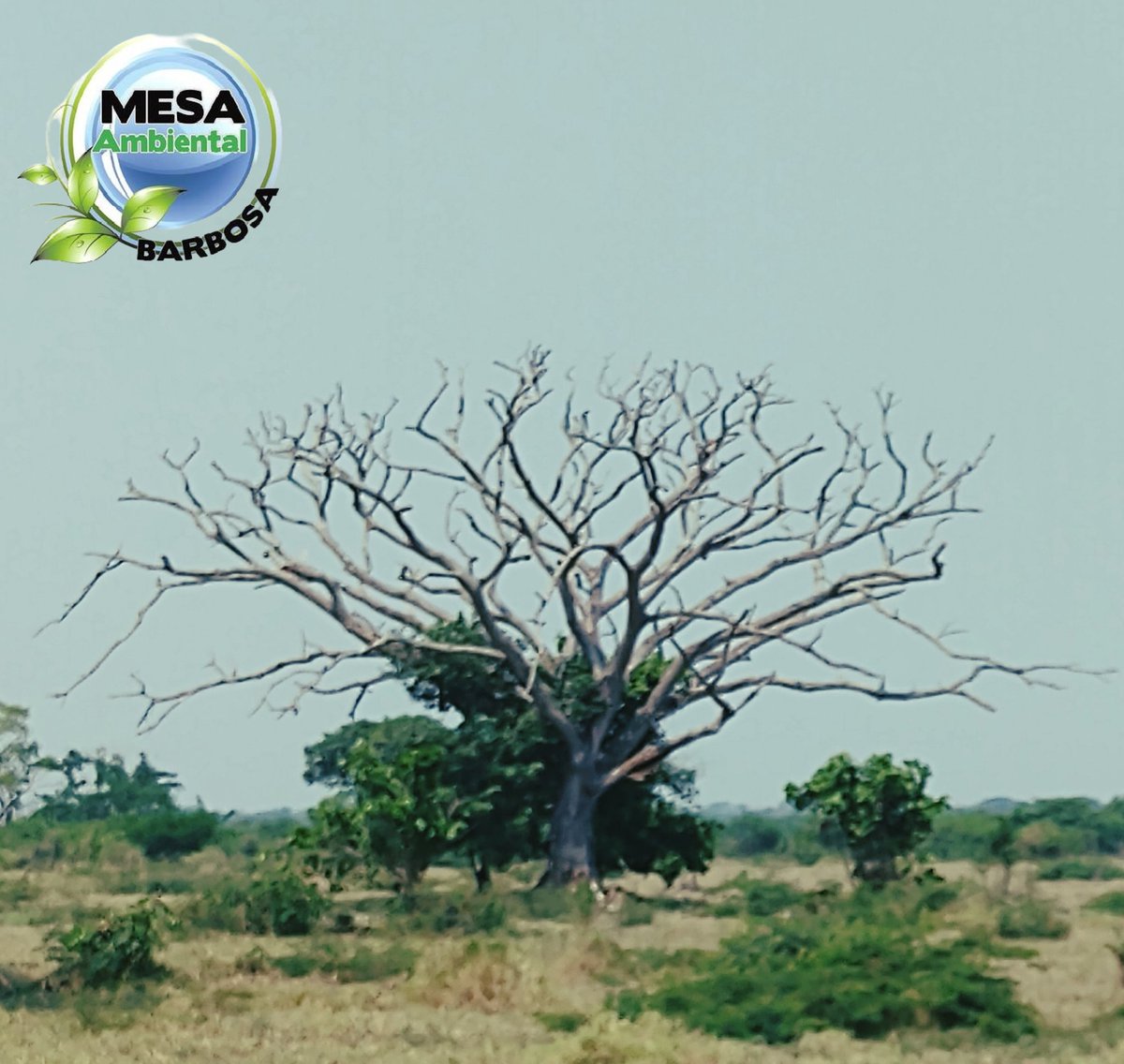 AmbMesa's tweet photo. #diadelarbol Son la conexión del suelo y nos da la vida!!! Proteger y Conservar...hay especie que los defienda excepto la misma Humanidad https://t.co/57Pv3GLSth