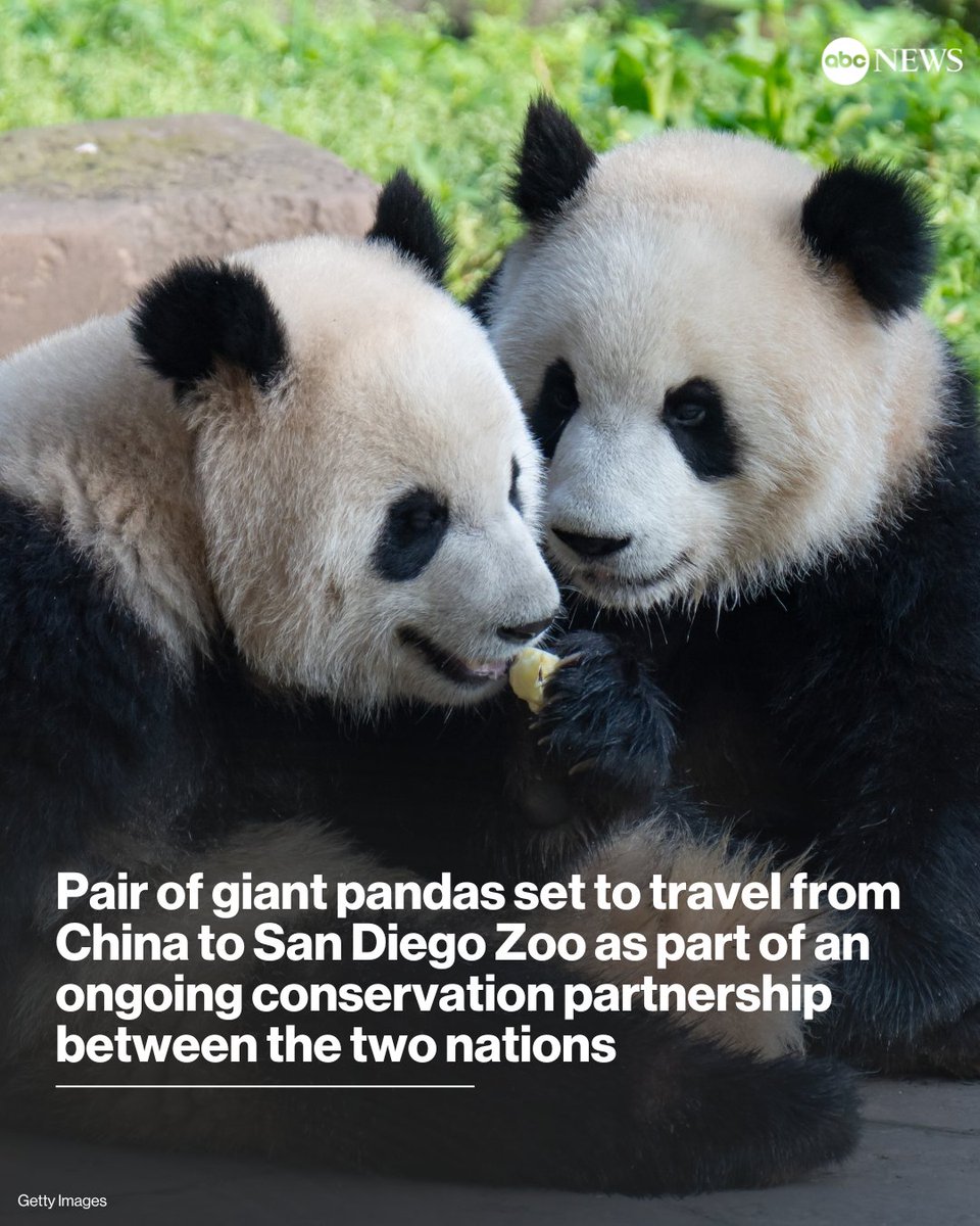 A pair of giant pandas will soon make the journey from China to the U.S., where they will be cared for at the San Diego Zoo as part of an ongoing conservation partnership between the two nations, officials said Monday. trib.al/mL5Eyfh