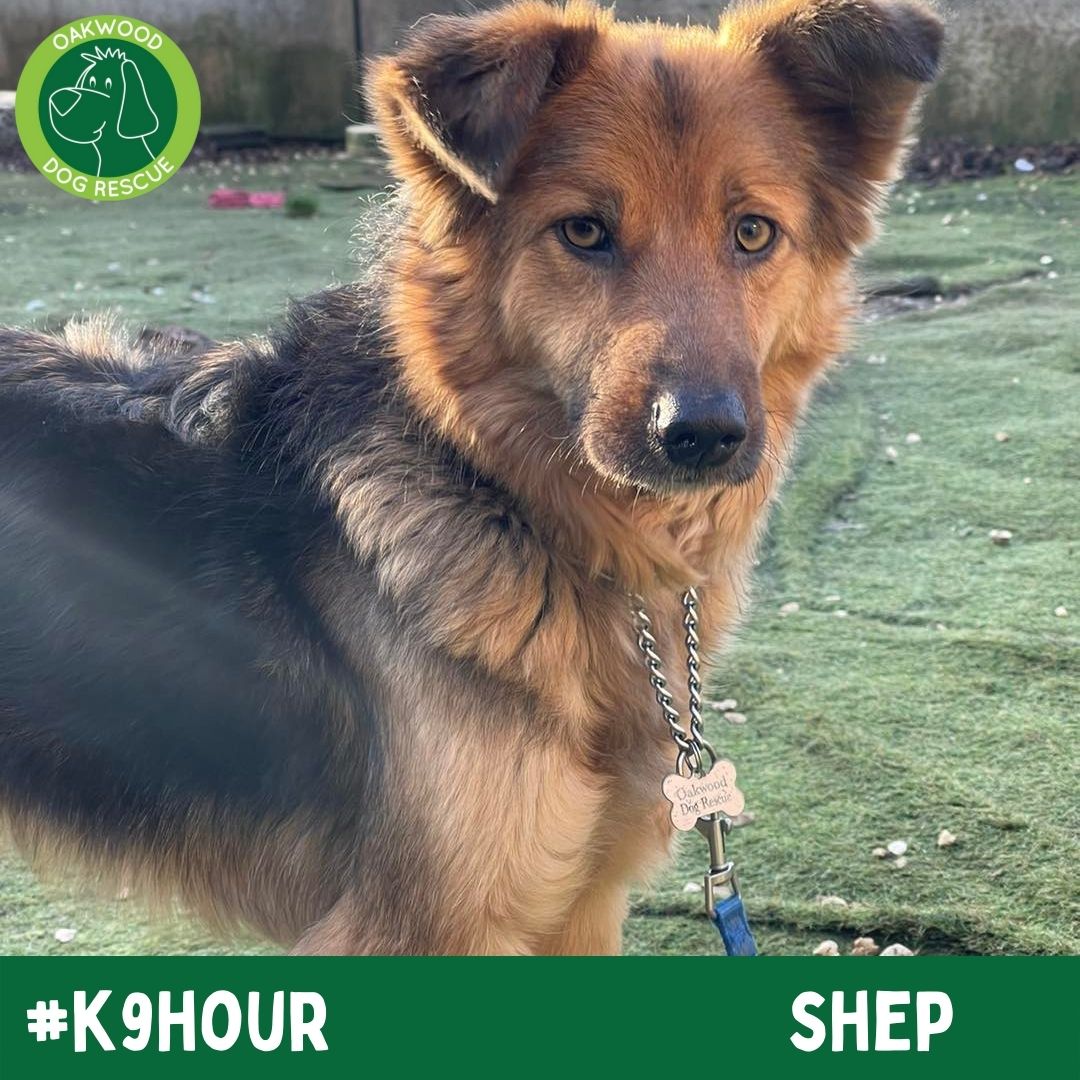 For #k9hour we have Shep looking his best in the hope to find his forever home💚 oakwooddogrescue.co.uk/meetthedogs.ht… #teamzay #AdoptDontShop #RescueDog #dogsoftwittter #adoptdontshop #rescue #dogsoftwitter #rehomehour