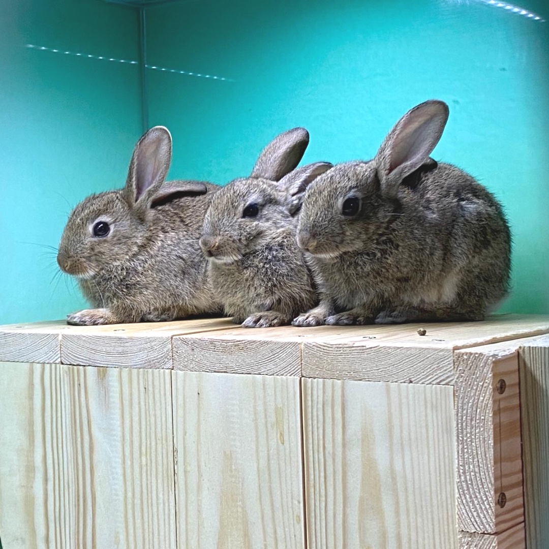 Our lovely tiny bunnies are not so tiny any more! After a traumatic start being attacked by a dog, Punky Jack, Isobel and Niamh will be ready for soft release soon. Send them your love, and if you can, please donate so we can help others like them 🐇💚👉 hawr.co.uk/?form=laundryf…