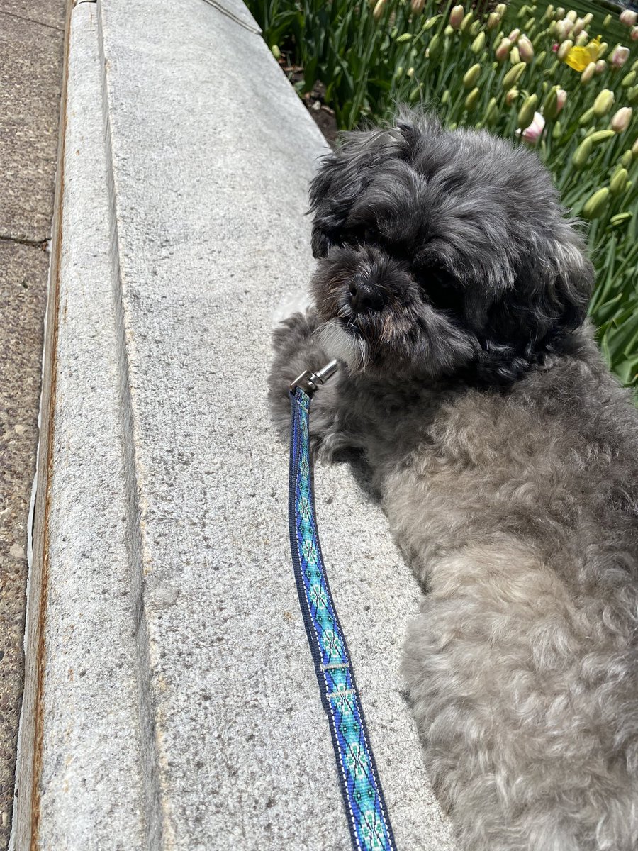 I’m dog sitting—so we chased two squirrels. A butterfly. And ran around on the Capitol lawn. While watching a lone protester. Also, wanted to show off my Capitol that is on the badge more too…