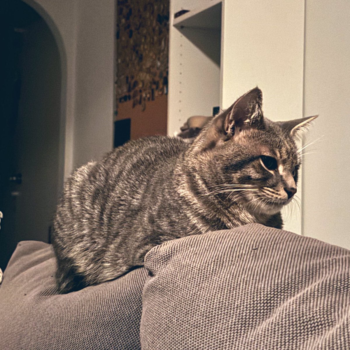 a Warm Grey Loaf for your Tuesday Morning!!