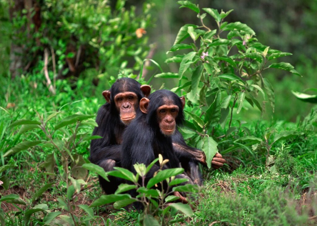 3 Days Chimpanzee Trekking in Nyungwe Forest
This 3 Days chimpanzee trekking tour to Nyungwe forest national park reward you with a close encounter with the endangered species in their natural habitat. Expect to meet other primates including large groups. 4x4carhirekampala.com/3-days-chimpan…