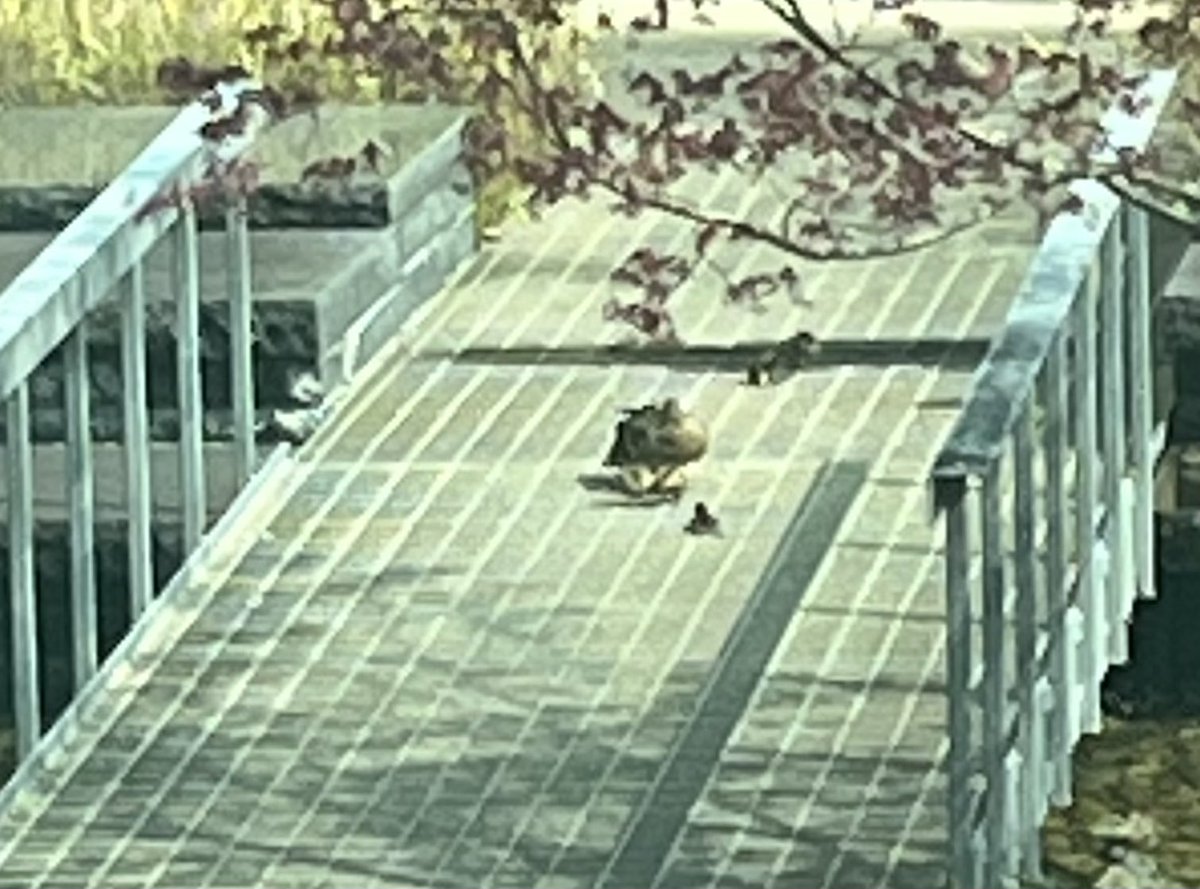 Fuchs lab (@fuchs_lab) on Twitter photo The ducklings are back in the LSRB courtyard! <a href="/UAlbanyBiology/">UAlbany Biology</a> <a href="/TheRNAInstitute/">The RNA Institute</a> <a href="/ualbany/">University at Albany</a> The ducklings are back in the LSRB courtyard! <a href="/UAlbanyBiology/">UAlbany Biology</a> <a href="/TheRNAInstitute/">The RNA Institute</a> <a href="/ualbany/">University at Albany</a>