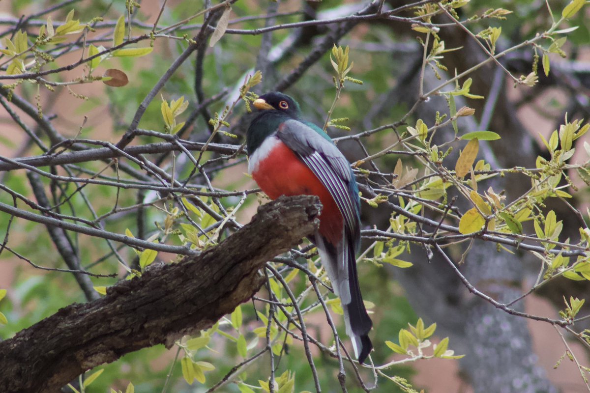 the elegant trogon