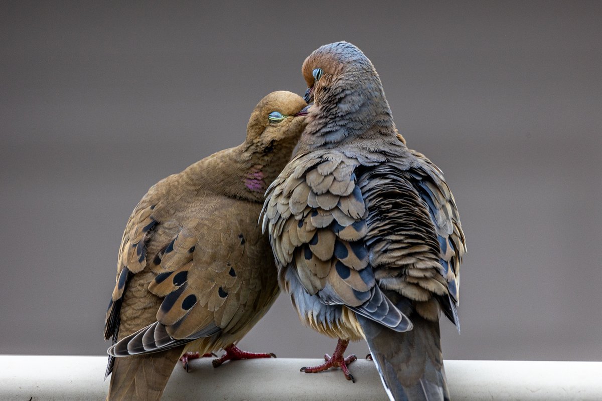 Here's my resident Mourning dove Pair getting friendly. #mourningdoves #birds #birding #spring #borbs #sweet #cute #mondaymotivation