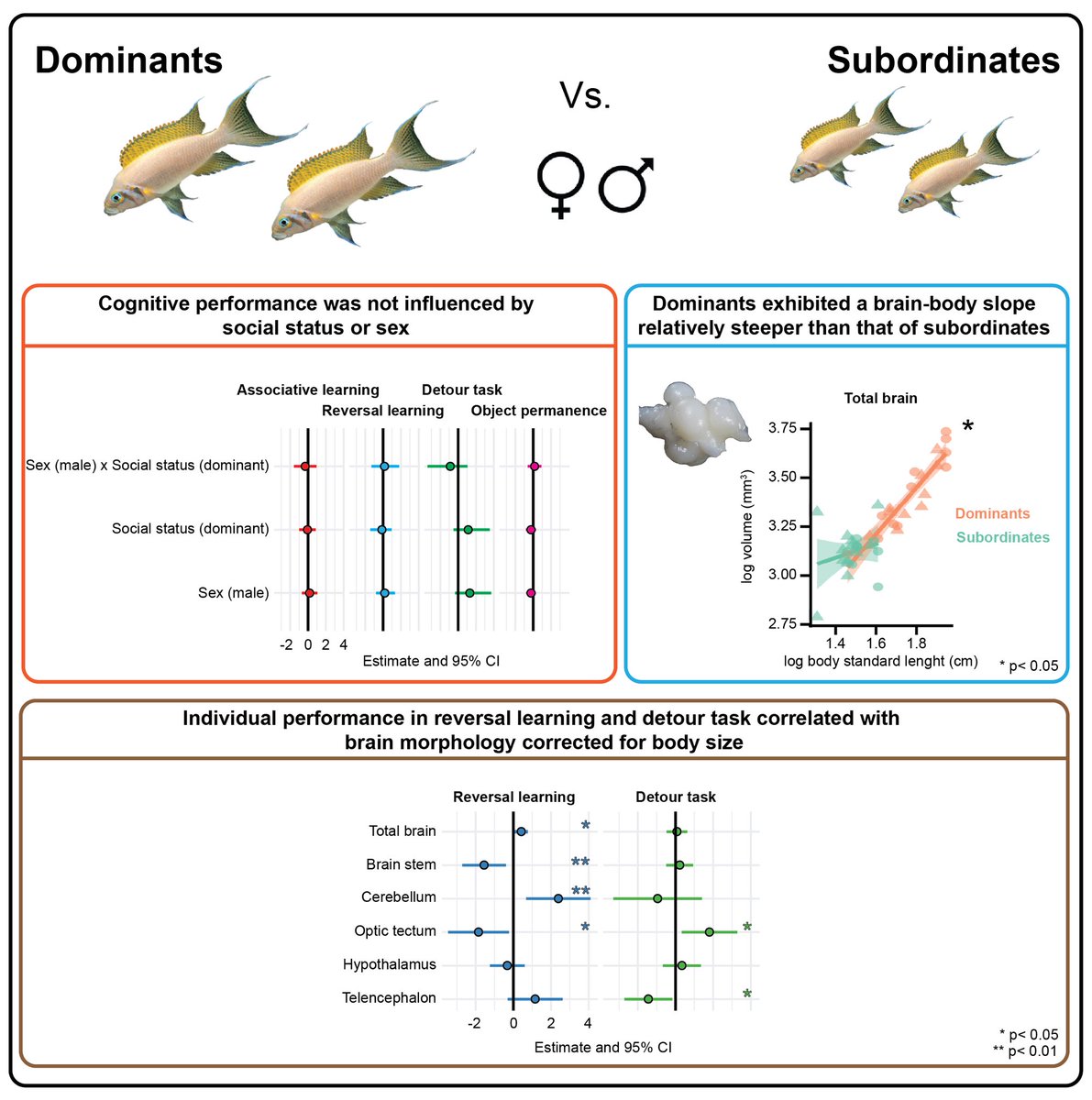🎉1st - 1st author paper out in #BrainandBehavior 🎉

Together with @TrikiZegni we investigated the impact of social hierarchy on the executive functions and 🧠 morphology of a cichlid 🐟 species 

Open-access 👉🏻 dx.doi.org/10.1002/brb3.3…

@snsf_ch 
@unibern 
@WileyNeuro 
#fishSci
