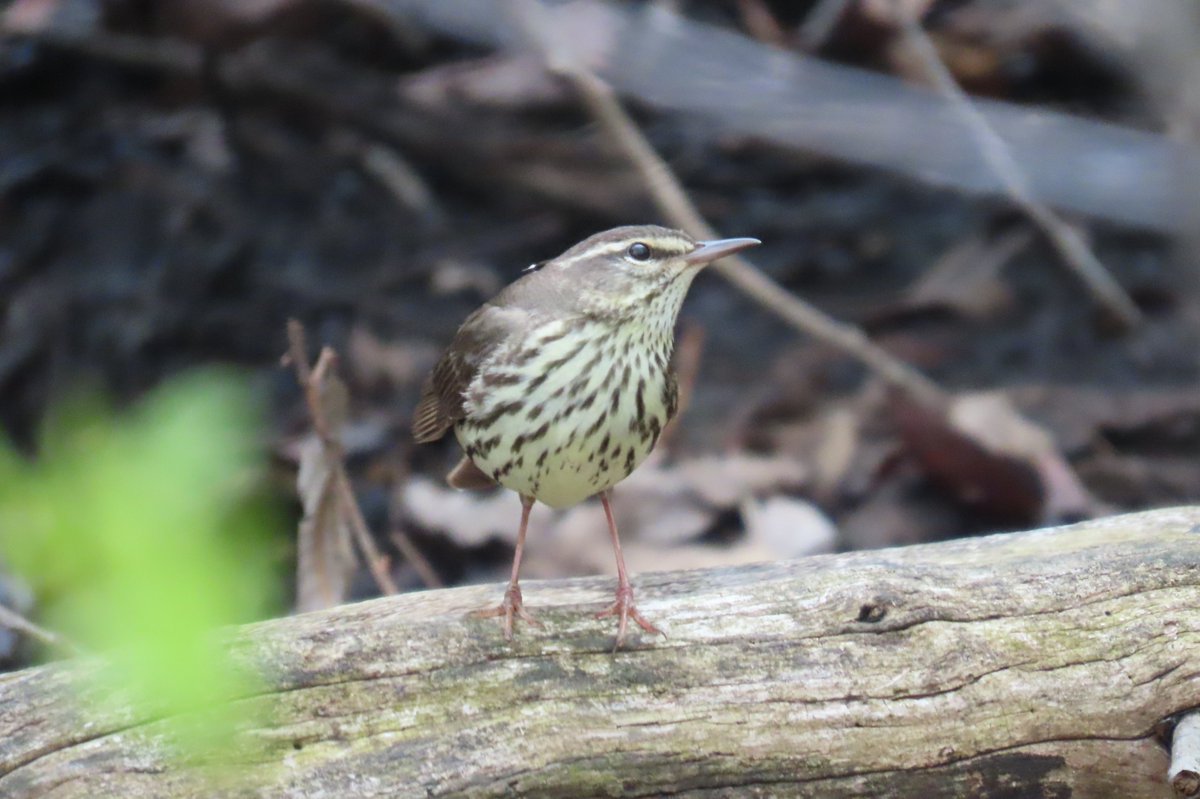 I saw my first Northern Waterthrush of the season at Westminster Ponds this morning. Great birds there. And lots of mud on the paths. Wear boots. :-)