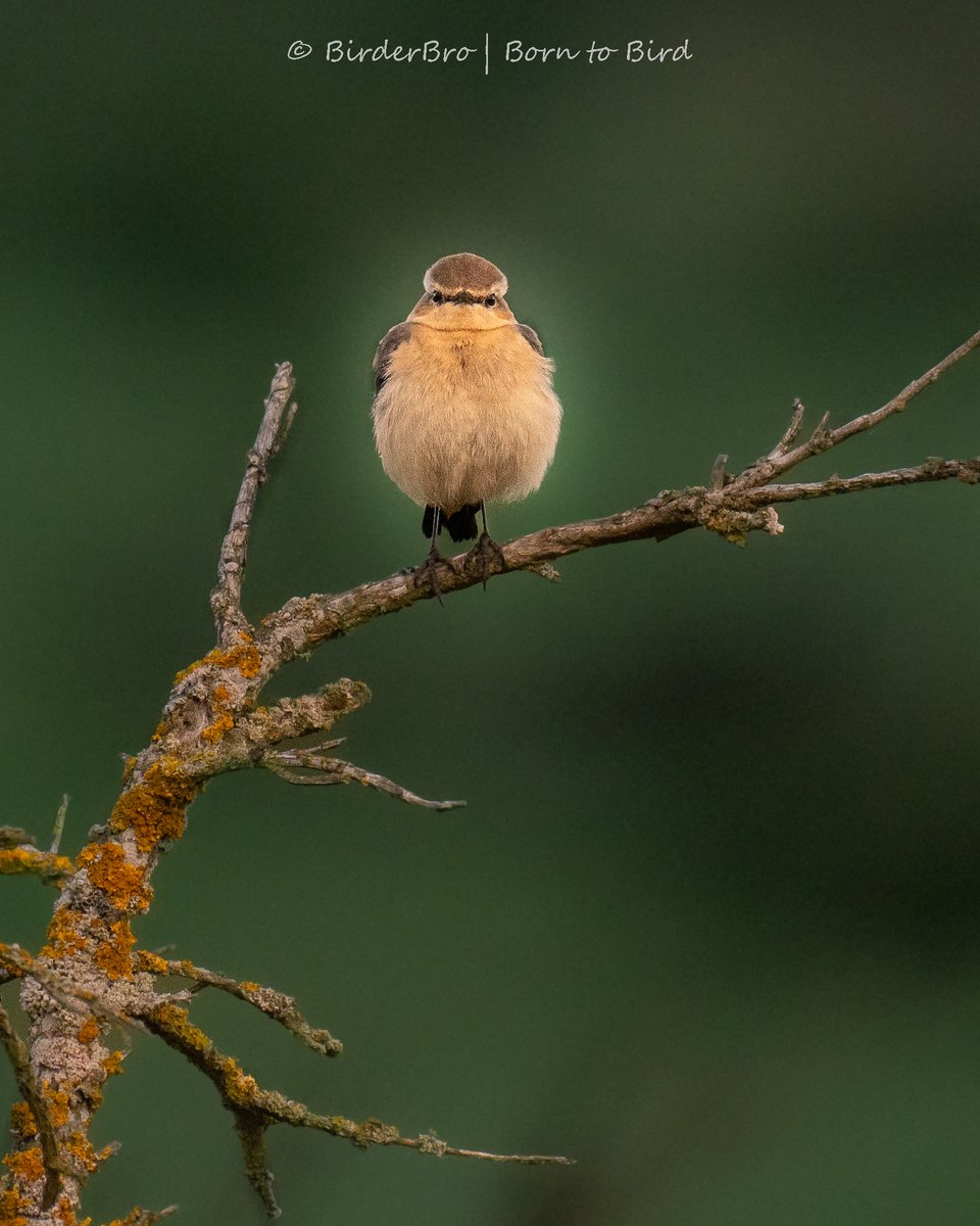 #Quiz time🎲: do you know the name of this ⬇️ #bird?
Here's a hint: 🧭🌱👂

Who's gonna be #birding #QuizChampion...?

~  ~ ~ ~ ~ ~ ~ ~ ~ ~

#BirdTwitter #BirdsOfTwitter #birdphotography #birds #QuizOfTheDay