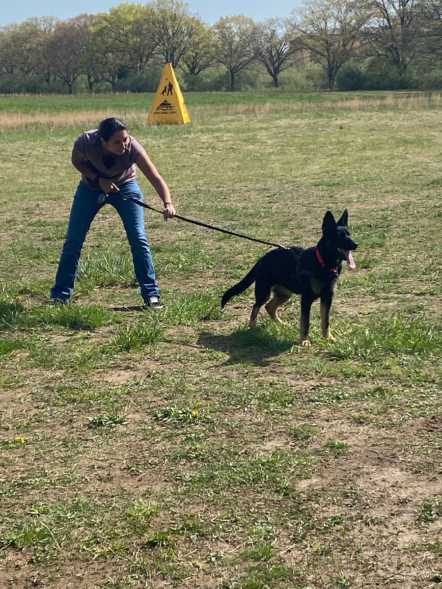 XSinclair's tweet image. Beyond proud of my pup's development so far at 5 months old. Her tracking is taking shape nicely and her enthusiasm for bitework is amazing to watch.