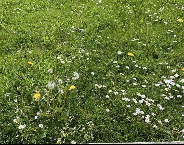 @GreenCampus_MU @stephengseaman at least 47 reasons to let the dandelions bloom @MaynoothUni