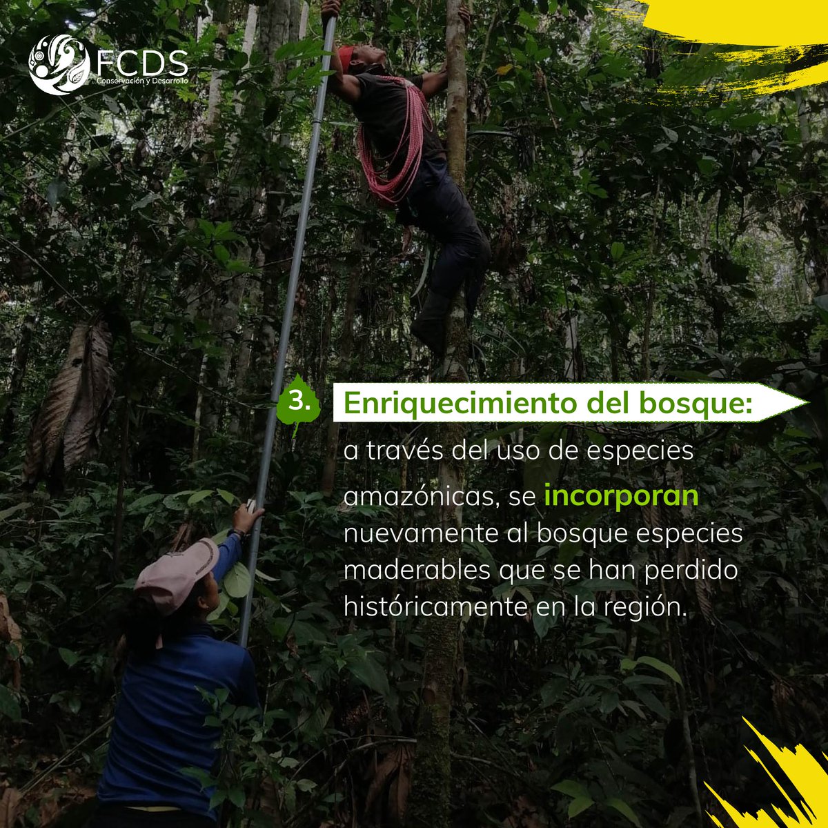 En la FCDS, estamos comprometidos con los bosques y la reforestación. 🤝🌱 Hoy en el #DíaDelÁrbol les contamos cómo a través del Programa de Medios de Vida Sostenibles estamos trabajando en la restauración de nuestros bosques amazónicos. 🌳 ¡Únete al cambio y siembra esperanza!…