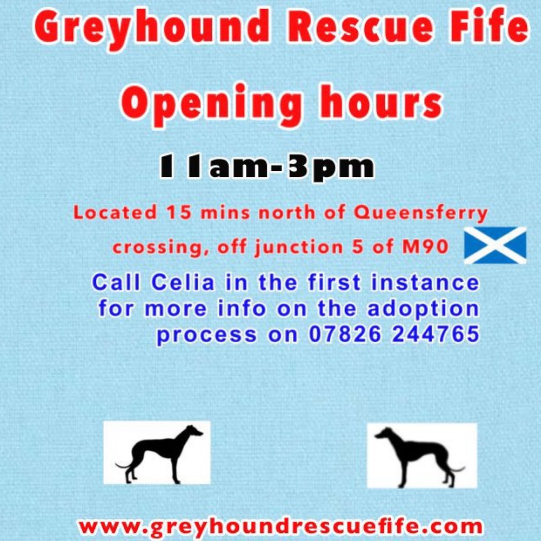 GreyhoundRFife tweet picture