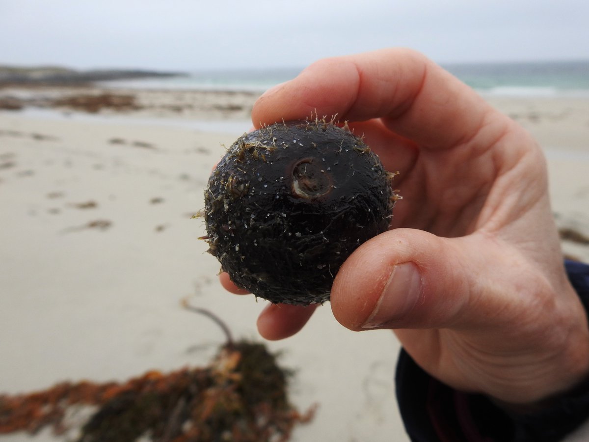 Popped over to Cleat to check out a report of a dead seabird on the beach and accidentally found a freshly arrived Sea Coconut aka Golf-ball Bean from the American tropics, a new sea bean species for us and one we never realistically expected to find on Barra.