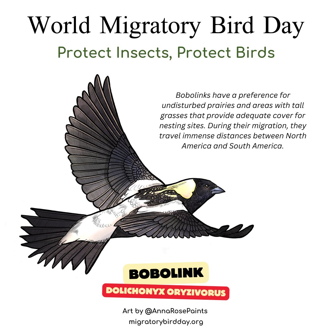 Bobolinks are native to North America and thrive in open grasslands, meadows, and fields where they can find plentiful resources for nesting and feeding. #wmbd #worldmigratorybirdday #DMAM #wmbd2024 #protectinsectsprotectbirds #dmam2024