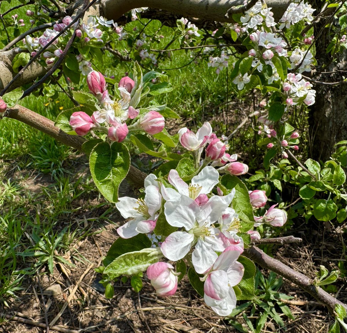 Apple blossoms starting to pop in the orchards. @LymanOrchards⁩ #Middlefield #AprilSpringBlooms