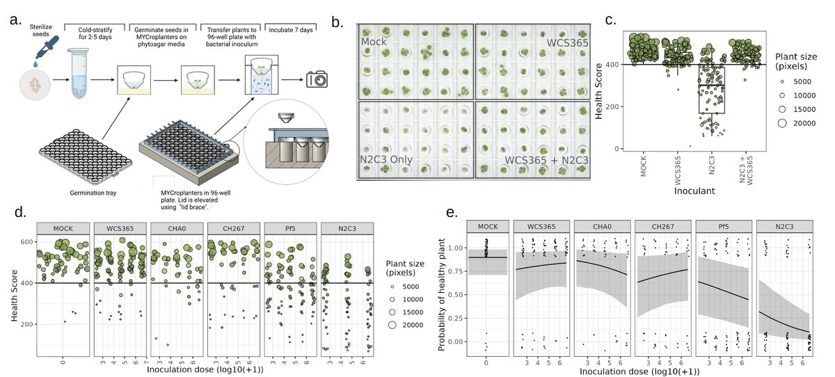 Excited to share a new preprint and high-throughput plant screening tool, “Order among chaos: high throughput MYCroplanters can distinguish interacting drivers of host infection in a highly stochastic system” from @melissa_y_chen and @_LeahFulton_ biorxiv.org/content/10.110…